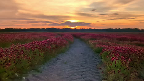 red tulips field in golden sunset light, beautiful lowering shot, latvia