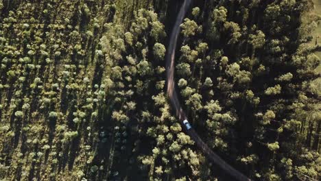 Looking-down-on-trees-and-car-on-path