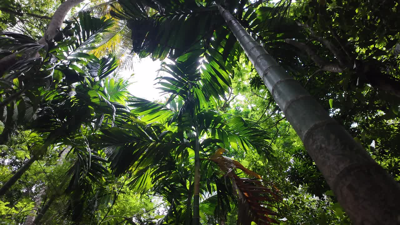View from below of a dense tropical forest canopy with vibrant palm and coconut leaves, creating a serene and lush ambiance.