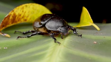 front view female hercules beetle, rhinoceros beetle, crawling on leaf