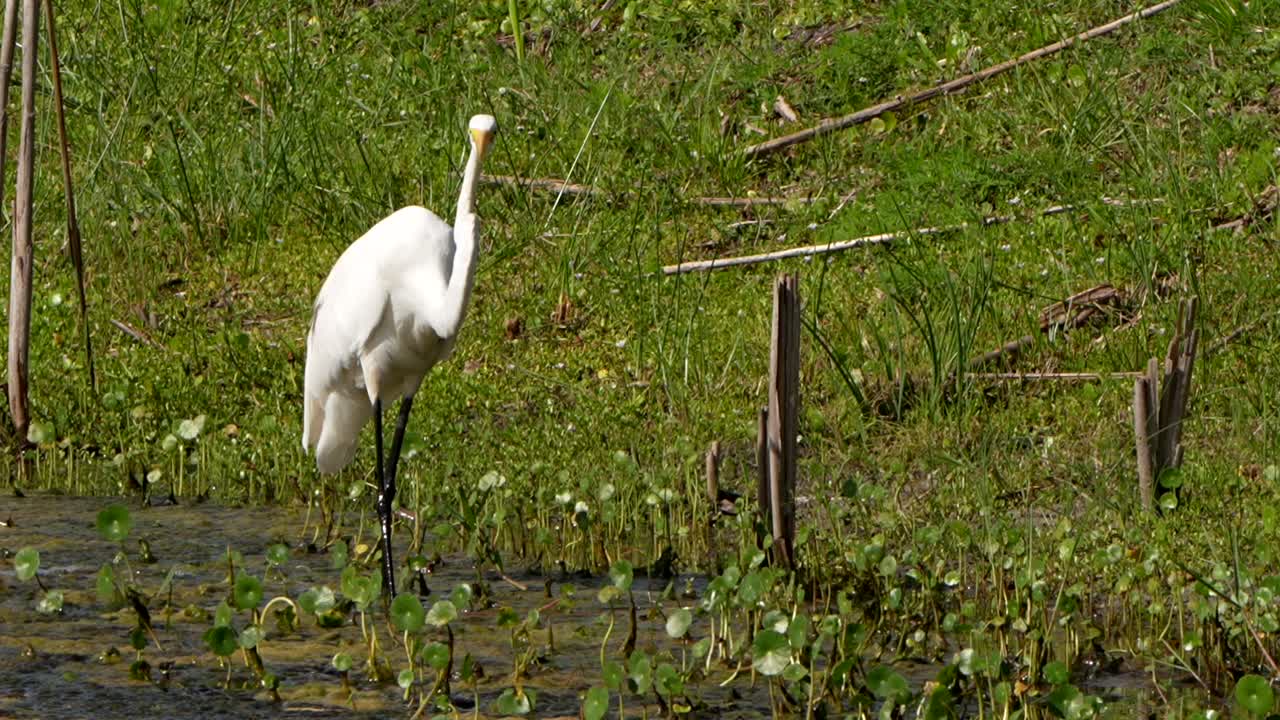 A butterfly flies around a great egret.