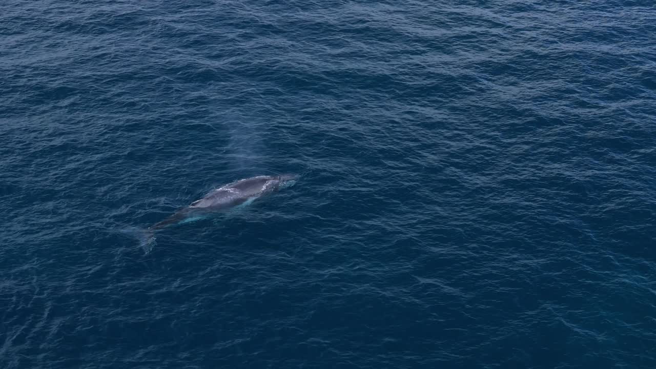 Baby humpback whale breaching with water spout into the air as it comes to the surface