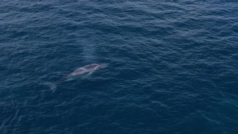 baby humpback whale breaching with water spout into the air as it comes to the surface
