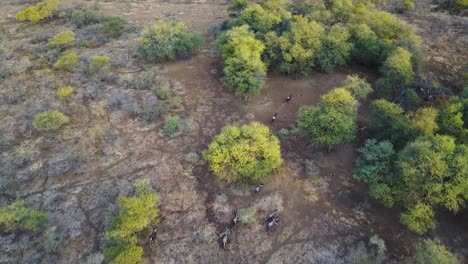 aerial, wildebeest running in a line through the trees in botswana, africa