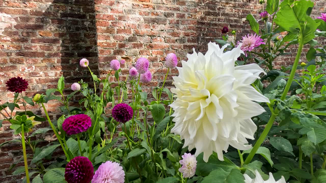 Grandi dalie bianche e fiori colorati ondeggiano dolcemente in un giardino botanico illuminato dal sole, con un muro di mattoni rustico che fornisce uno sfondo strutturato. Movimento di camera sottile.