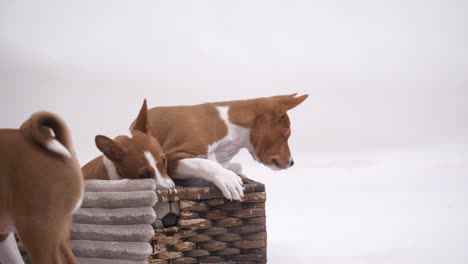 group of basenji puppy dog have fun and jump near basket slow motion