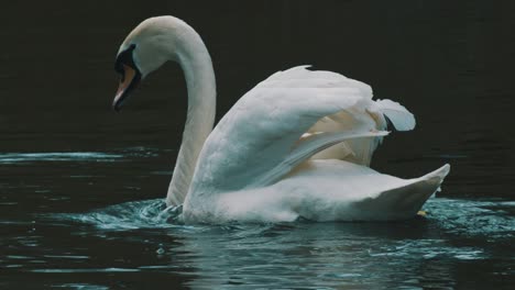 Una-Filmación-Estacionaria-De-Un-Cisne-Sacudiéndose-La-Cabeza-Después-De-Sacarla-Del-Agua-Para-Buscar-Algo-De-Comida