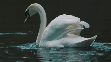 una filmación estacionaria de un cisne sacudiéndose la cabeza después de sacarla del agua para buscar algo de comida