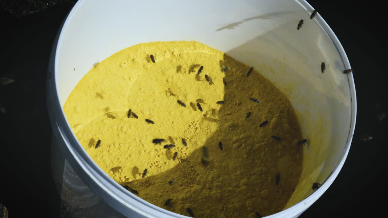 Slow motion close-up of honey bees collecting bright yellow pollen from a container