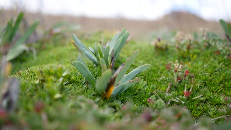 plantas típicas de la zona superior de américa del sur en un día soleado y ventoso
