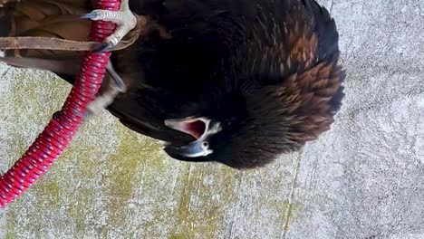 primer plano de pájaro rapaz en perca gritando y moviendo la cabeza