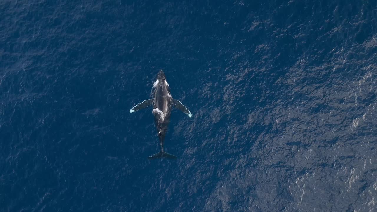 Capture stunning aerial drone footage of a humpback whale blowing, highlighting ocean conservation efforts and the majestic beauty of marine wildlife in its natural habitat.