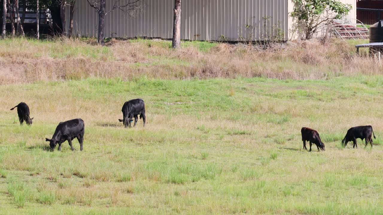 검은 소 들 이 푸른  에서 평화롭게 먹이를 먹고 있다