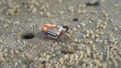 close up shot of a male sand fiddler crab in its natural habitat, foraging and sipping minerals on the sandy tidal flat, feeds on micronutrients and creates tiny sand balls around its burrow