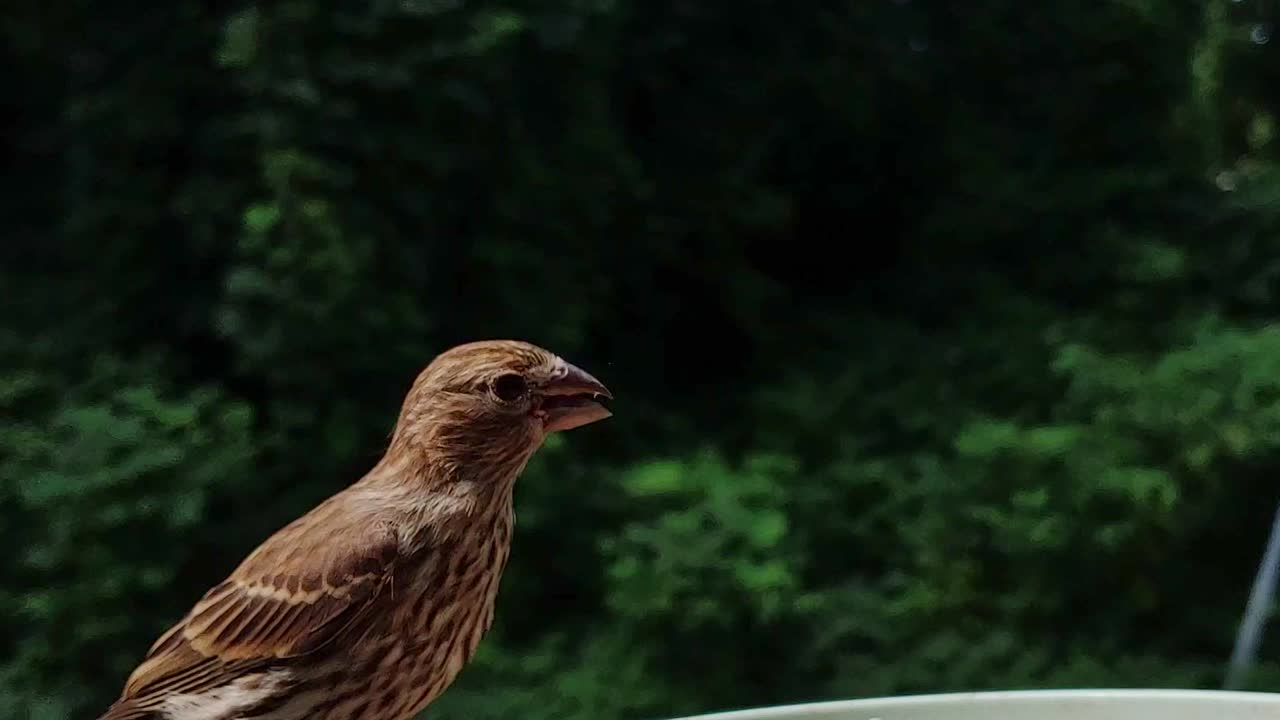 hembra de pinzón doméstico comiendo de un cuenco y luego volando