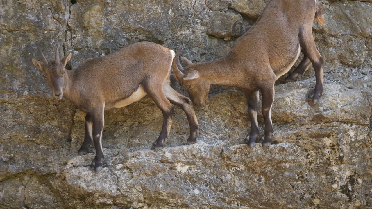 겁먹은 어린 염소 아이벡스가 형제의 뿔에 밀려