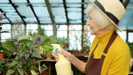 senior woman watering plants in greenhouse
