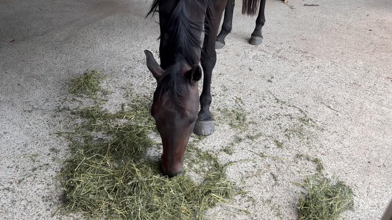 cabeza de caballo marrón comiendo heno en queensland, australia