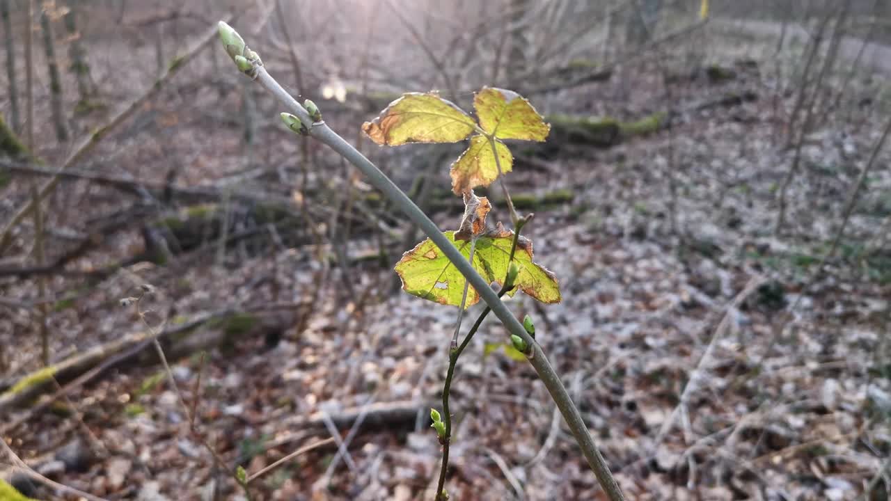 Buds growing on a thin branch in a German forest in spring