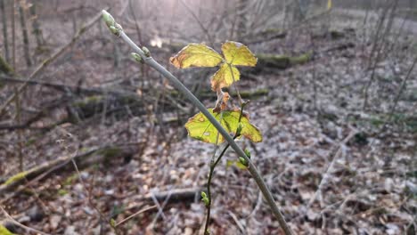 Brotes-Que-Crecen-En-Una-Rama-Delgada-En-Un-Bosque-Alemán-En-Primavera