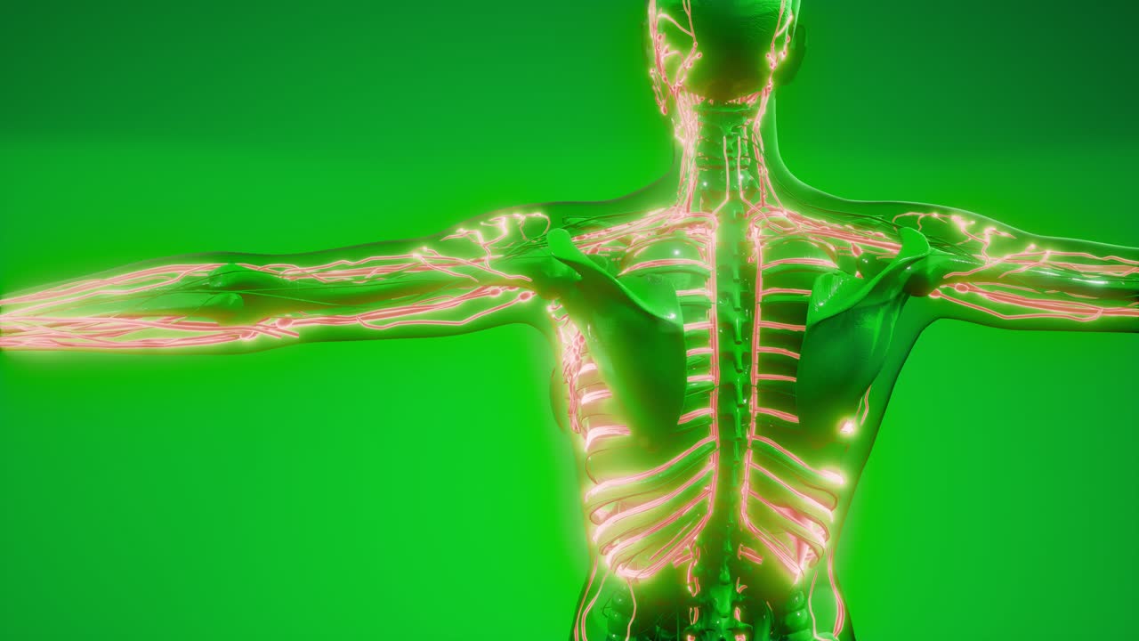 vasos sanguíneos del cuerpo humano