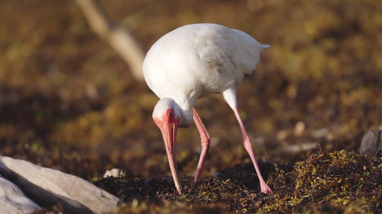 White Ibis Feeding on Worms in Beach Seaweed 4