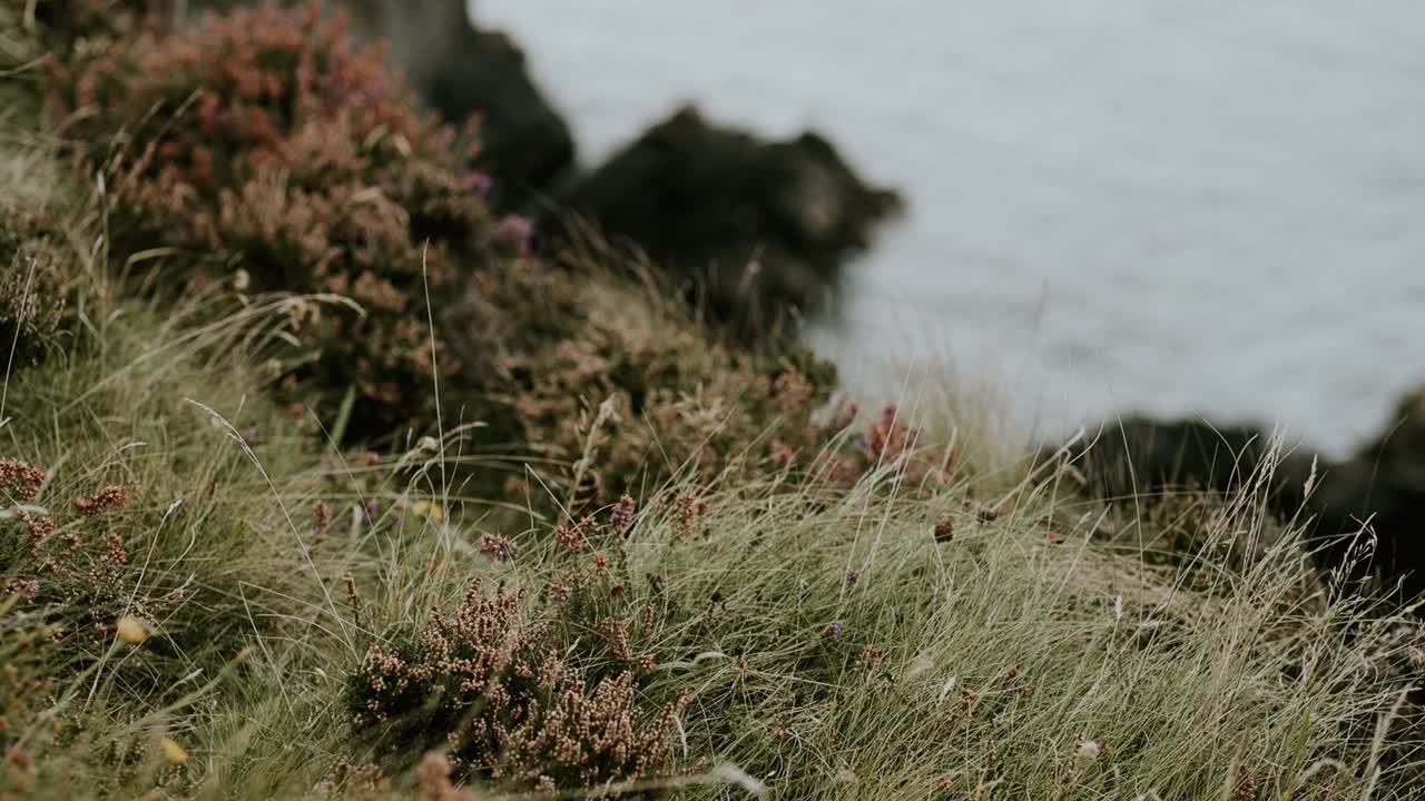 langt græs og løv ved kysten