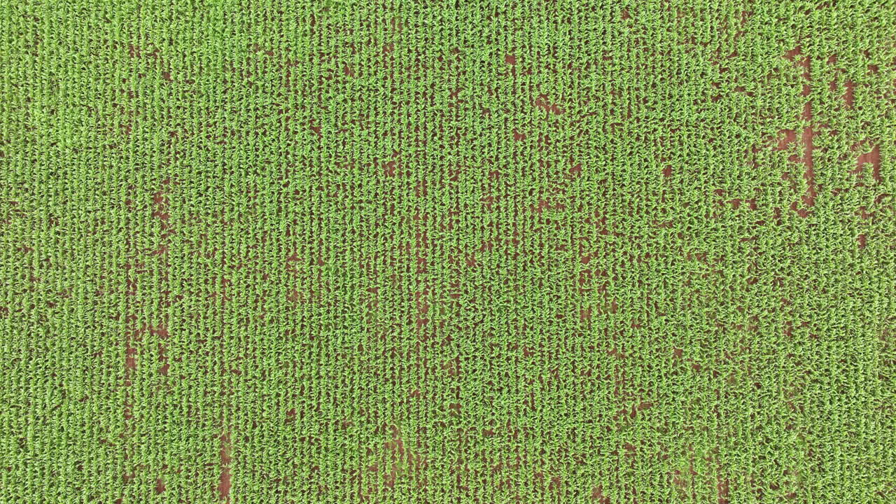 imágenes de un campo de maíz. cosecha de maíz