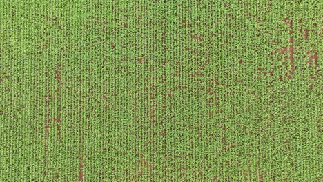 ariel footage of a cornfield. crop of corn