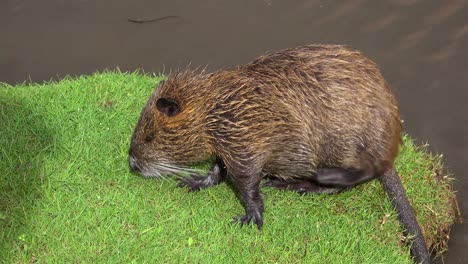 un castor se sienta a orillas de un río y se rasca