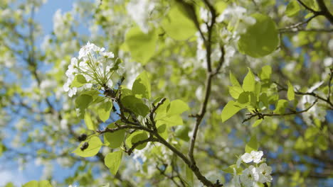 Flowered Branch on Tree Slightly Blowing in Wind