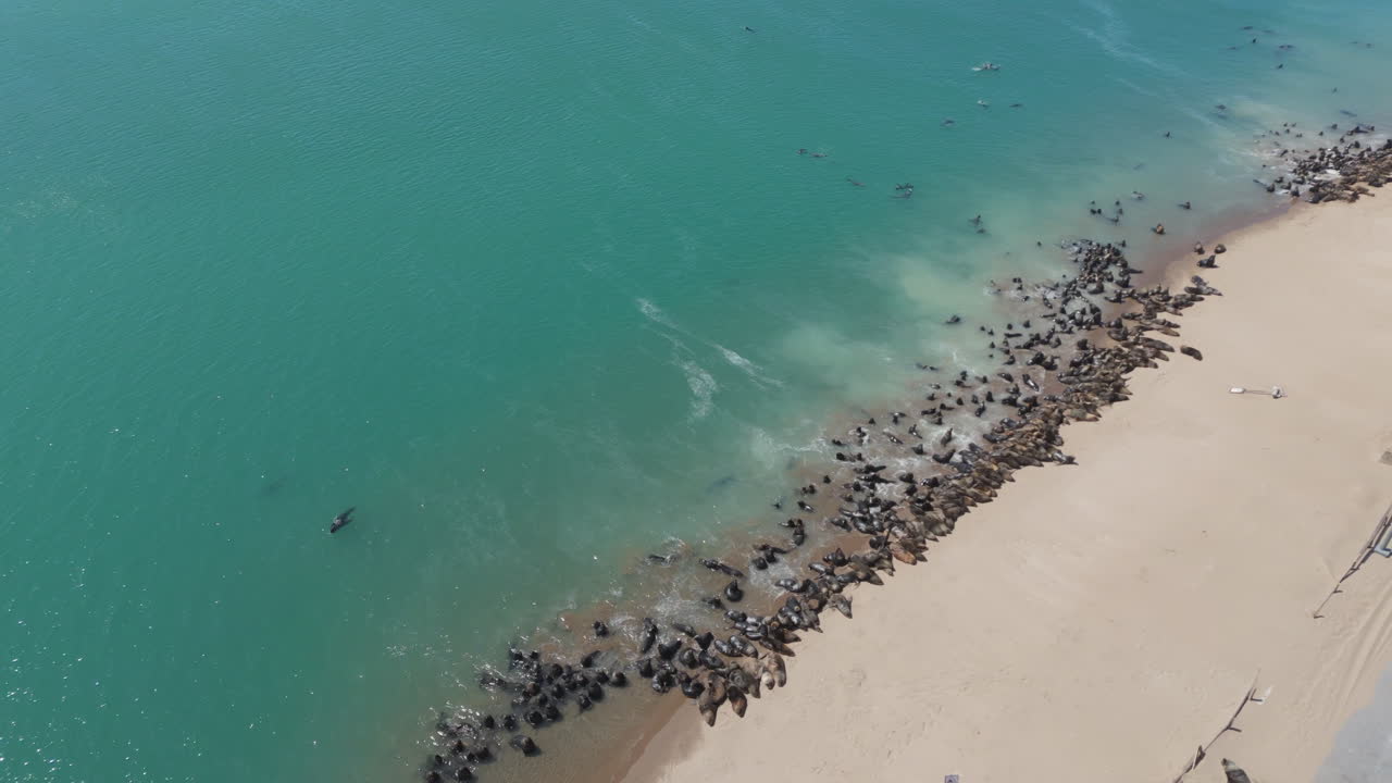 An aerial view of a Southern Fur Seal colony along the rugged and scenic Argentine coast, showcasing the natural beauty of marine wildlife and their coastal habitat.
