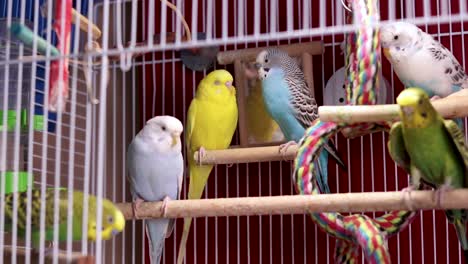 a happy family of multiple budgies resting, sleeping and simply being cute on a perch inside the cage