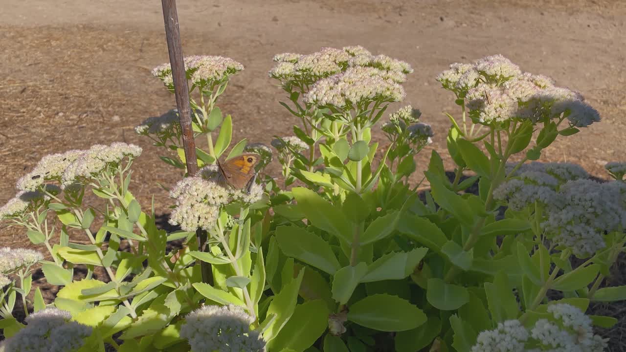Slow motion of a vivid blue butterfly flying around a blooming white Sedum plant, while another butterfly rests on the flowers and small insects move around in a gentle breeze