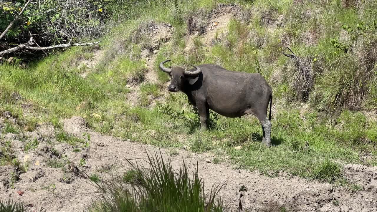 인도네시아 코모도 섬의 빛 아래에 있는 아시아 수의 정적 사진