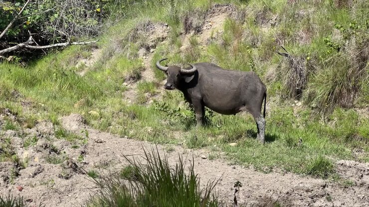Inquadratura fissa di un bufalo d'acqua asiatico alla luce del sole sull'isola di Komodo, Indonesia