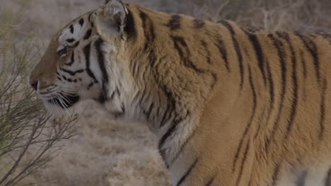 el tigre en cámara lenta mira a la cámara y se aleja