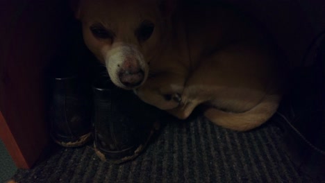 a small and tired dog with light fur and dark eyes is resting in a shoebox between his shoes