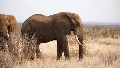 two elephants standing near each other in dry grassland