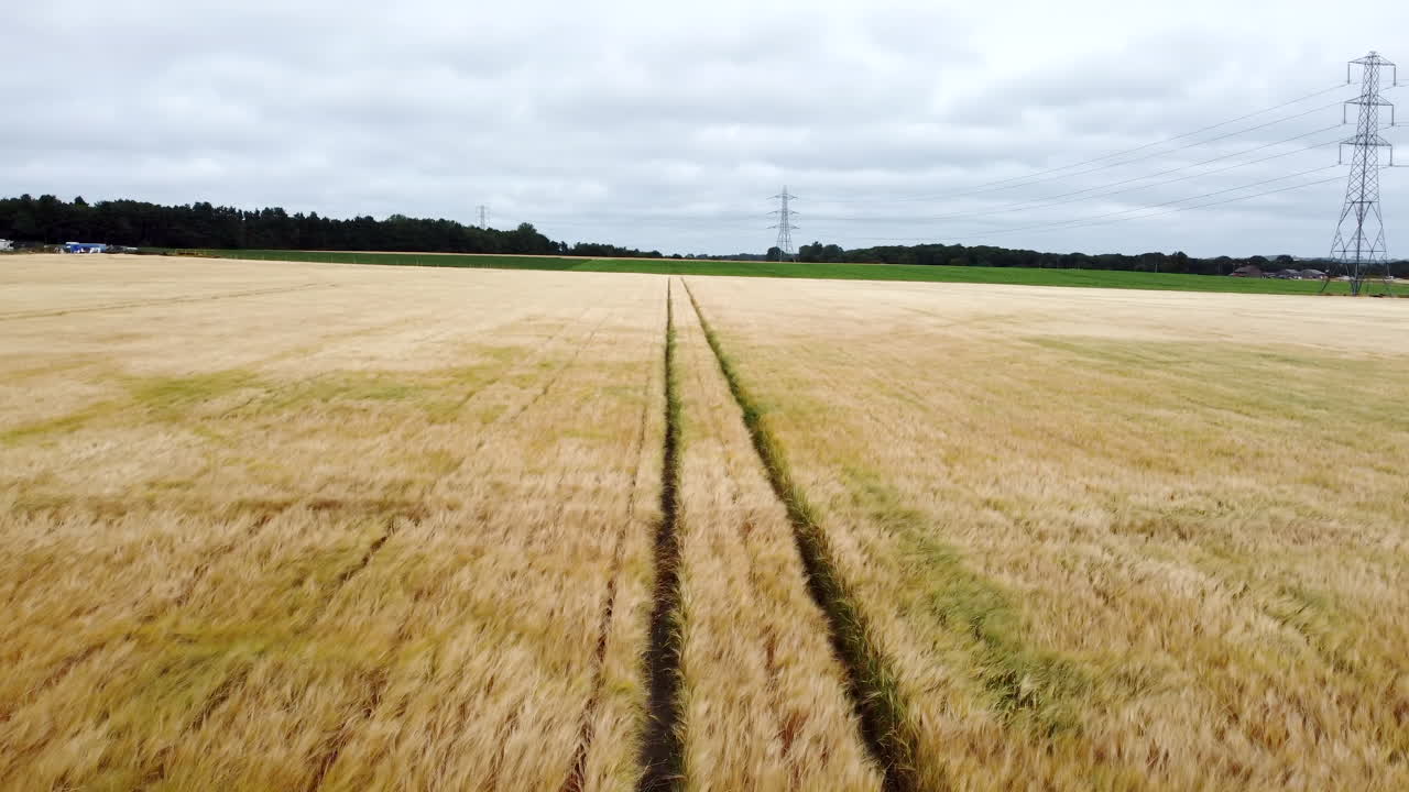 Luftaufnahme aus der Drohnenperspektive von Wellen in einem Weizenfeld, die vom Wind verweht werden