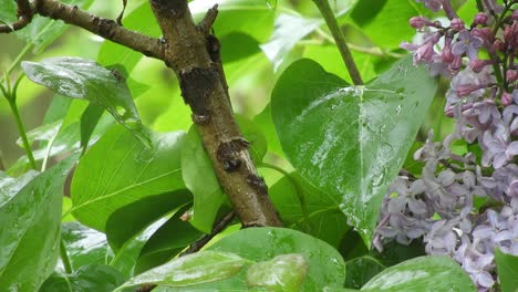 lilac flower under the rain and wind, representing the beauty of the nature and freshness of the raindrops.