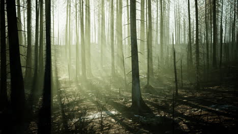 un bosque quemado con la luz del sol brillando a través de la niebla