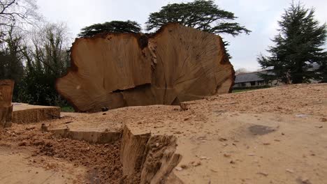 low angle shot on a cutout tree log, slow pan to right at ground level