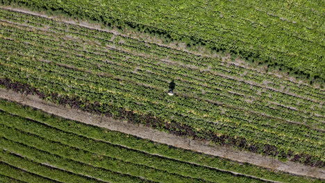 Making-sure-it's-ready-for-harvest