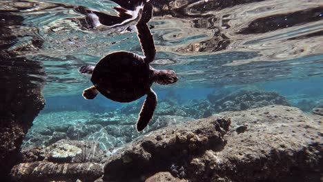 una tortuga marina bebé practicando natación en la parte poco profunda del océano azul