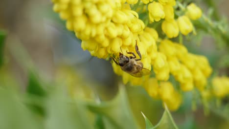 closeup of bee pollinating on a mahonia x media hybrid shrub