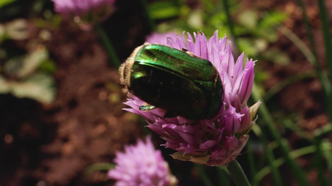 зеленый жук на фиолетовом цвете