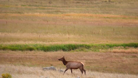 Elchbulle-Während-Der-Elchbrunft-Im-Herbst-2021-Im-Estes-Park,-Colorado