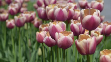 hermosos tulipanes rosados y amarillos