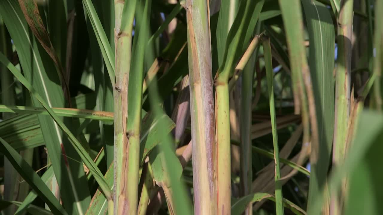 Close-up de talos de cana-de-açúcar na República Dominicana, mostrando uma cultura tropical alta crescendo densamente em plantação agrícola.